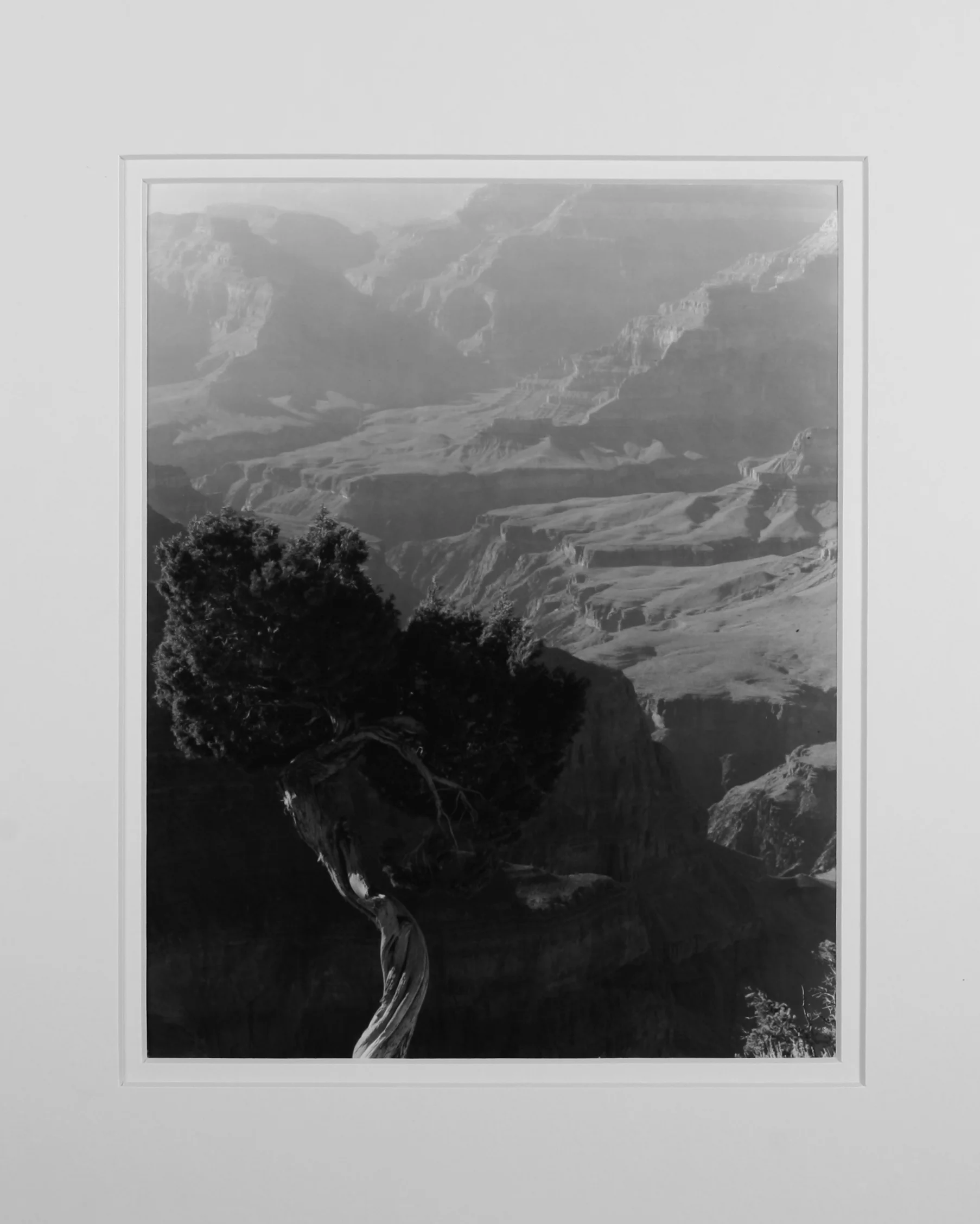 Hermit's Rest Tree.JPG