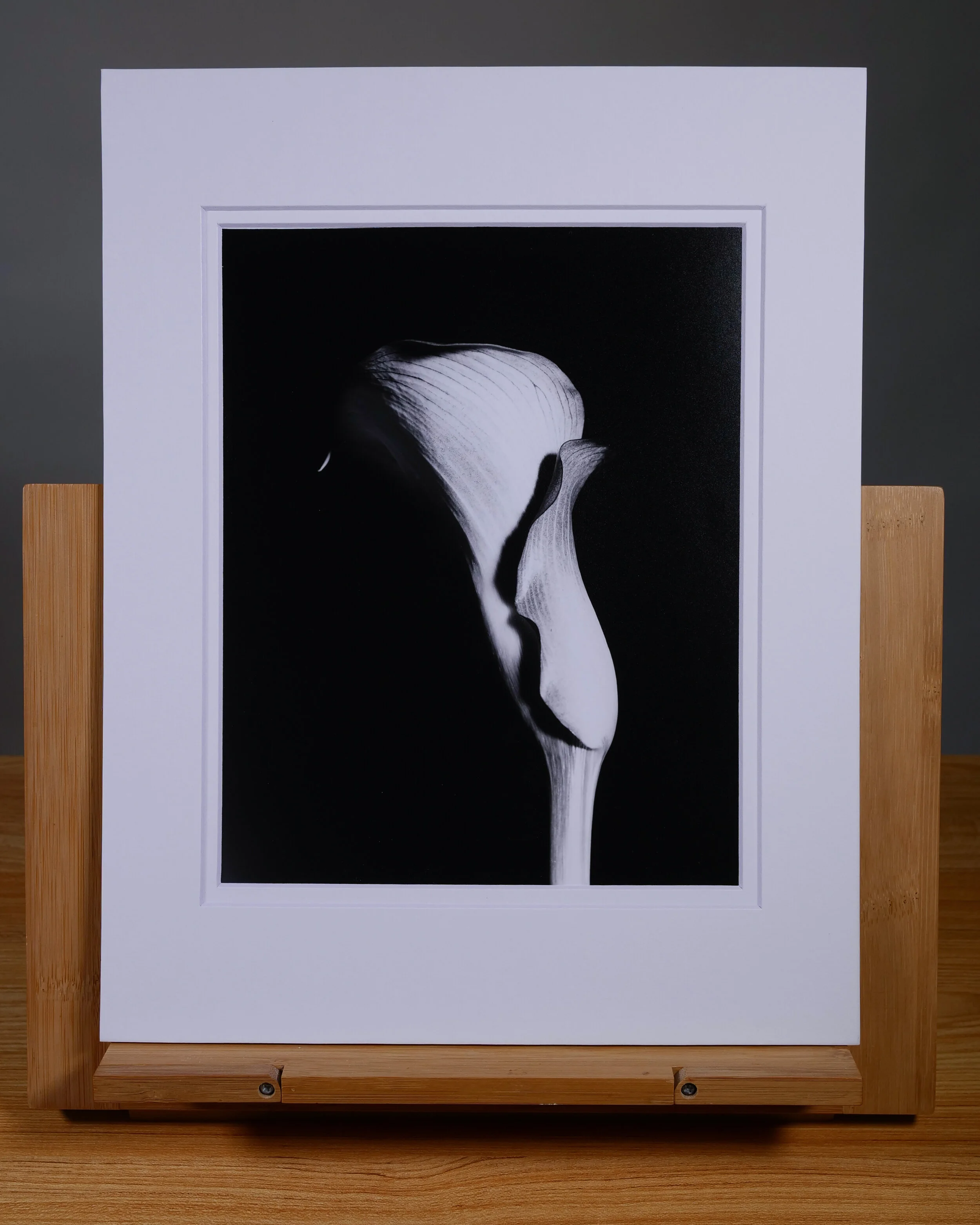 Calla Lily II_2.jpg