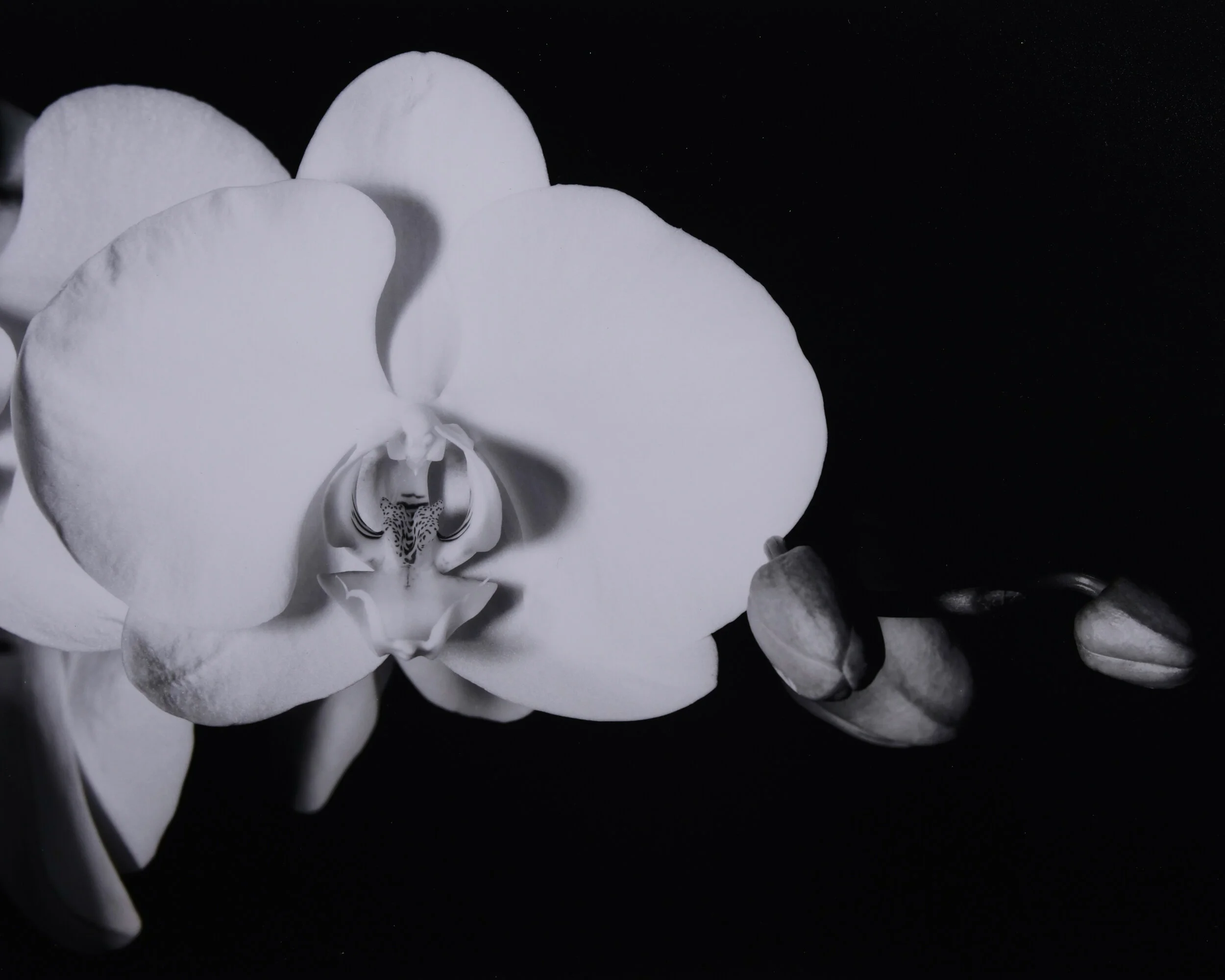Orchid and Three Buds.jpg