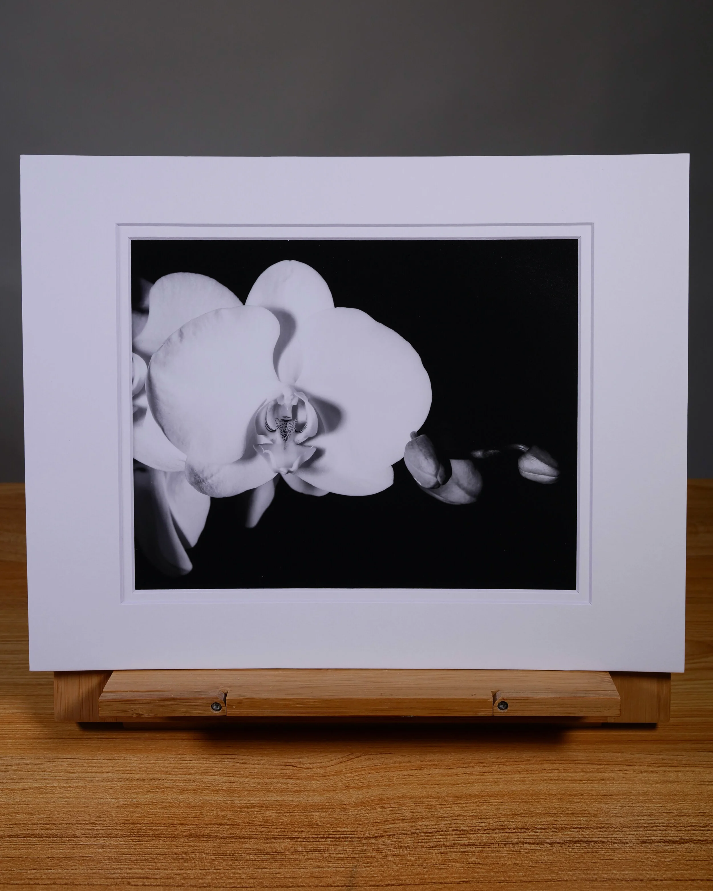 Orchid and Three Buds_2.jpg