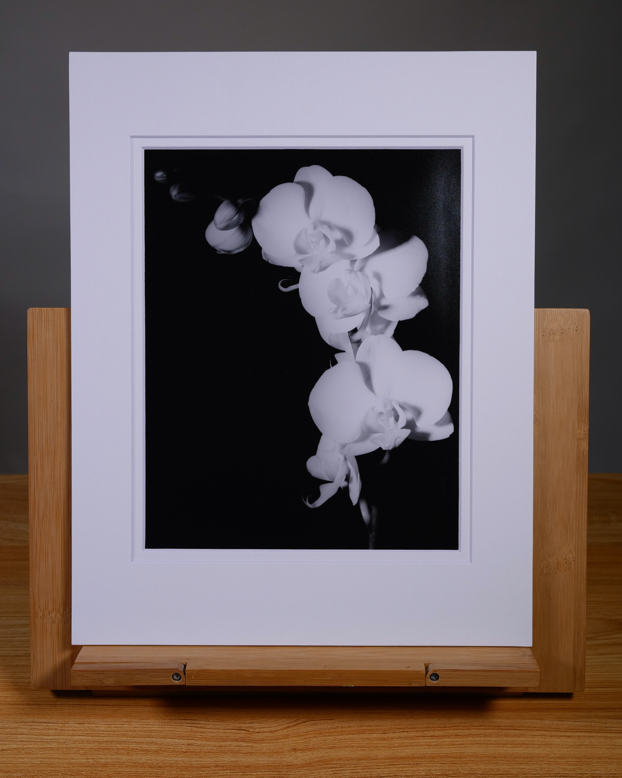Orchid Stem_2.jpg