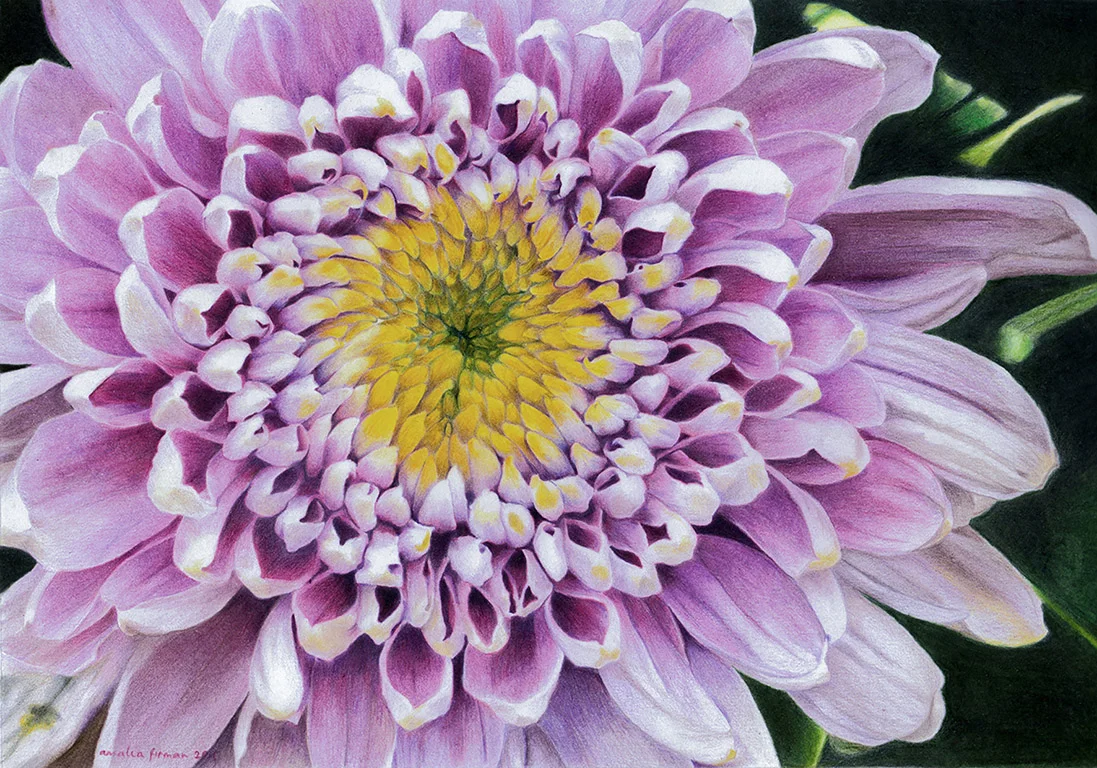  Chrysanthemum, colored pencils on paper, 28.5 x 20 cm 