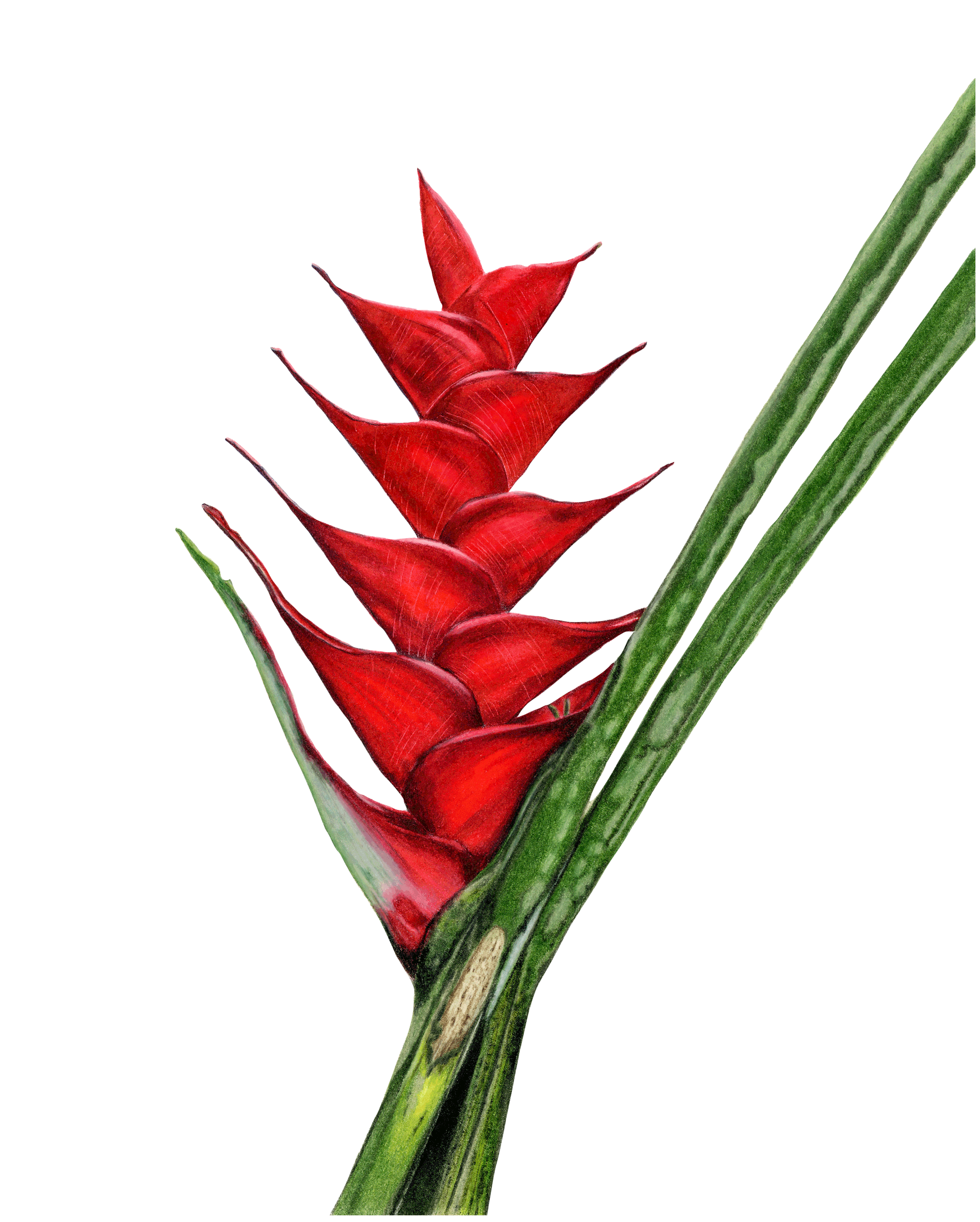 Heliconia #1