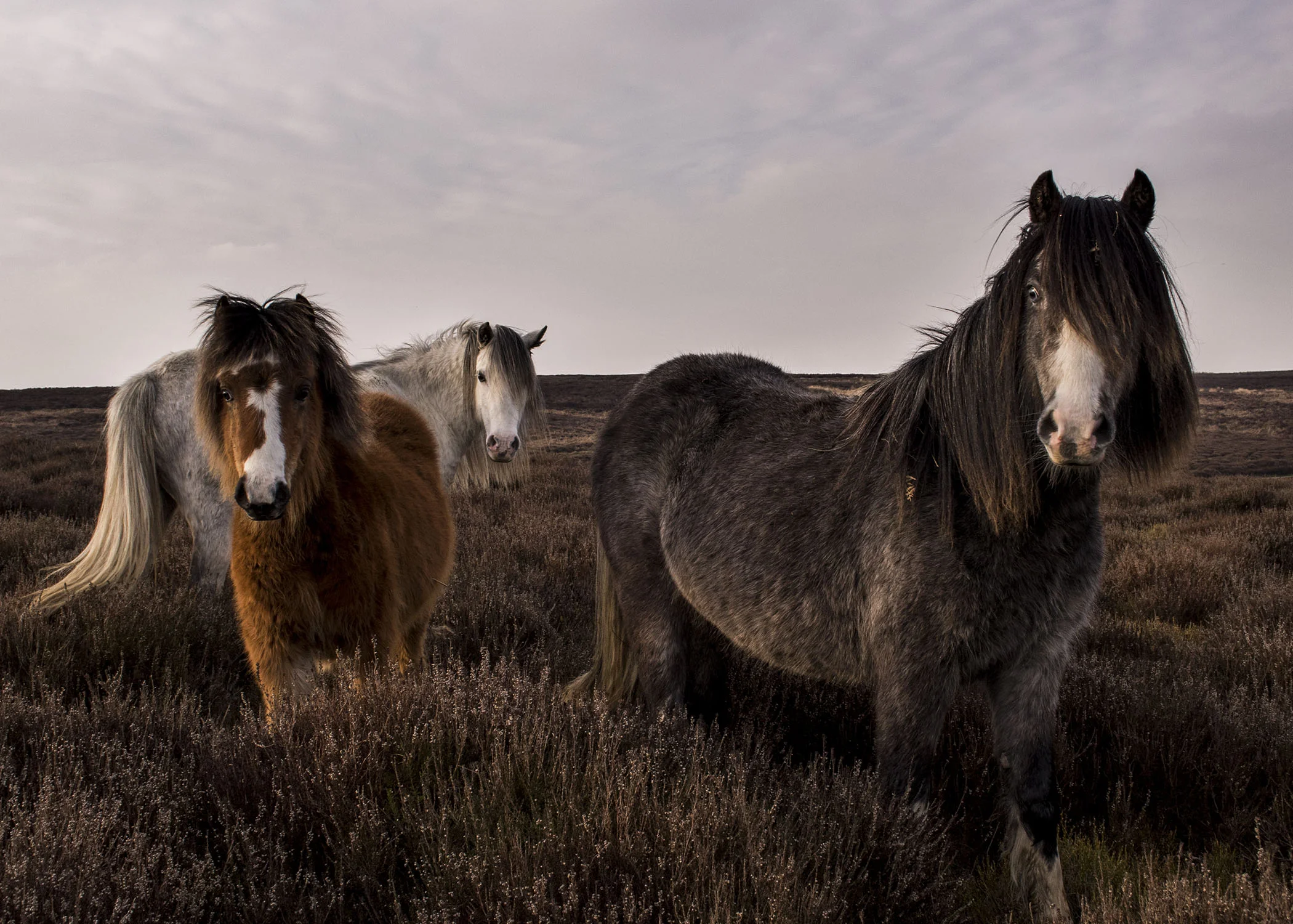 Shropshire Trio