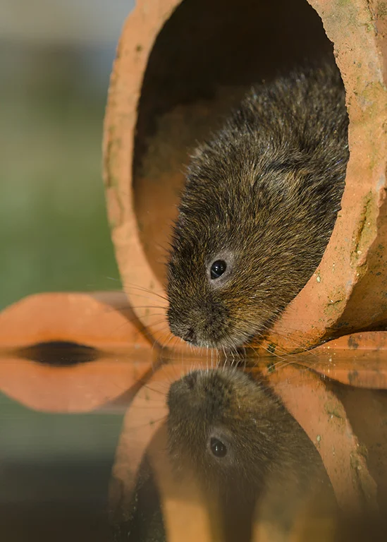 website watervole.jpg