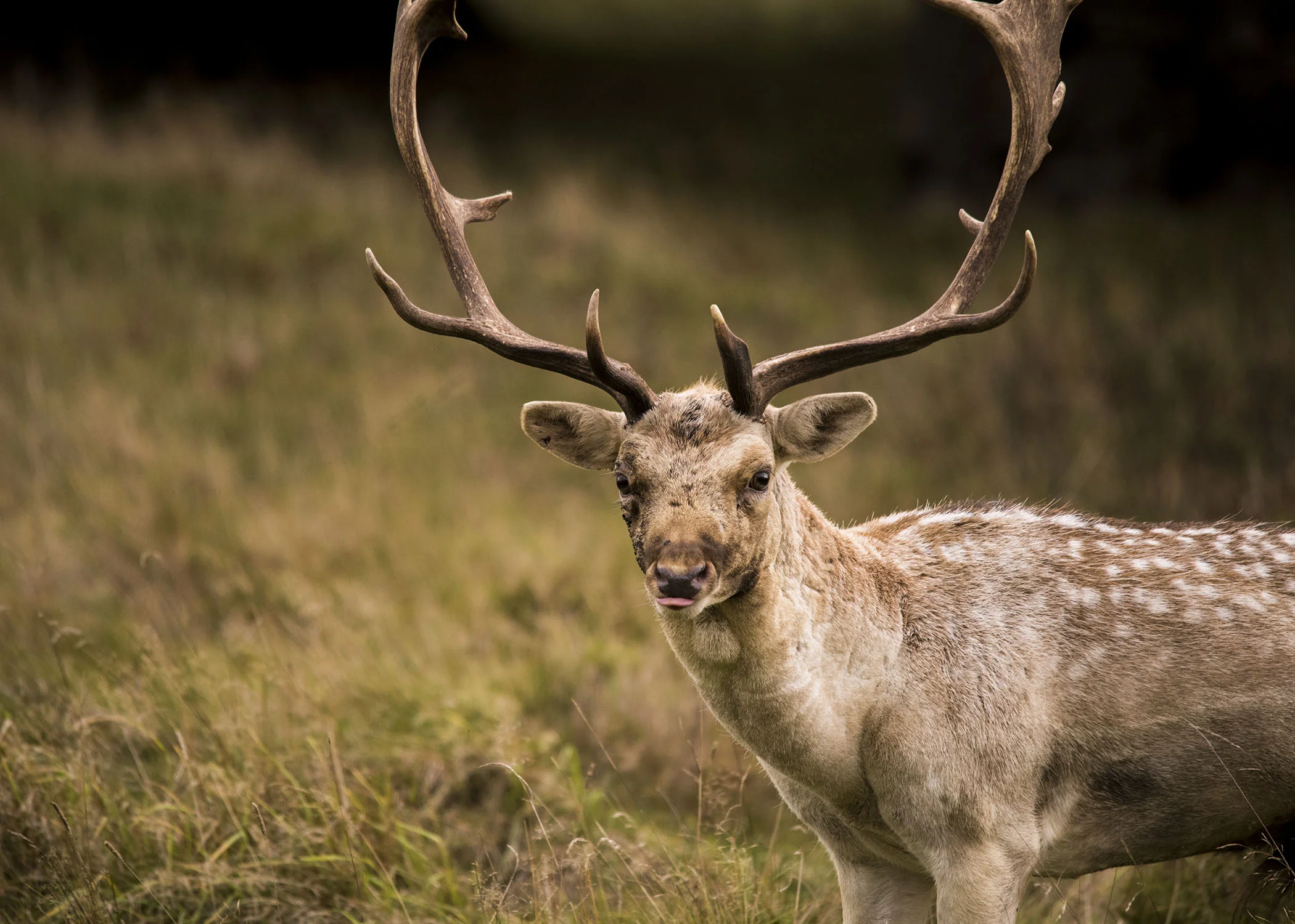 Fallow Deer