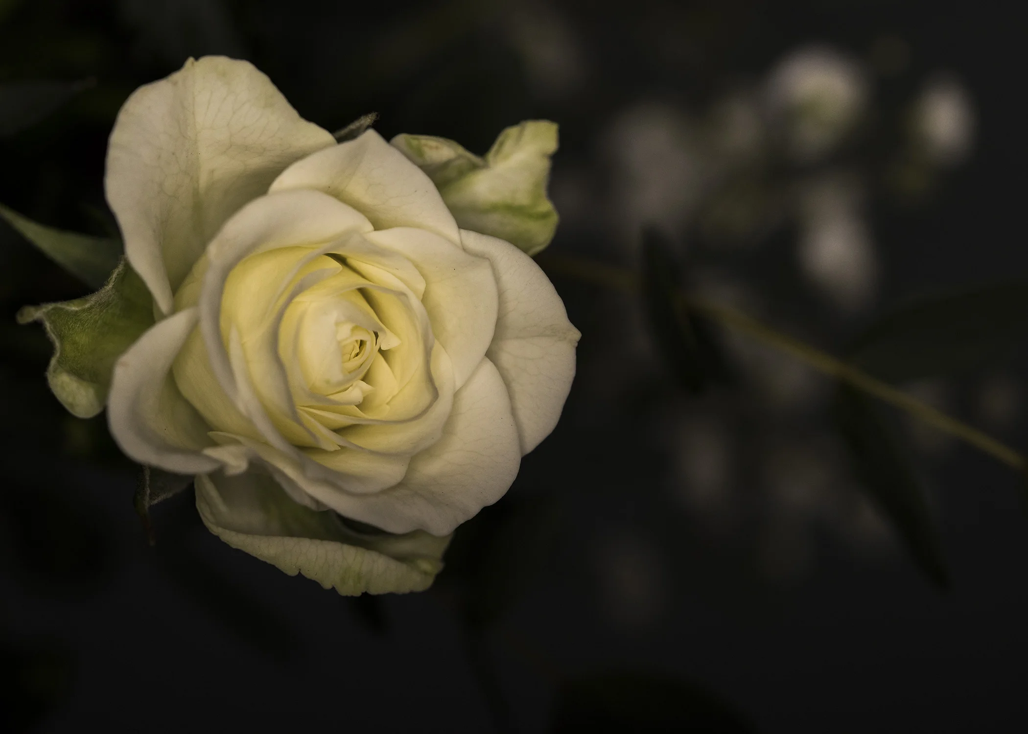 Florist5.jpg