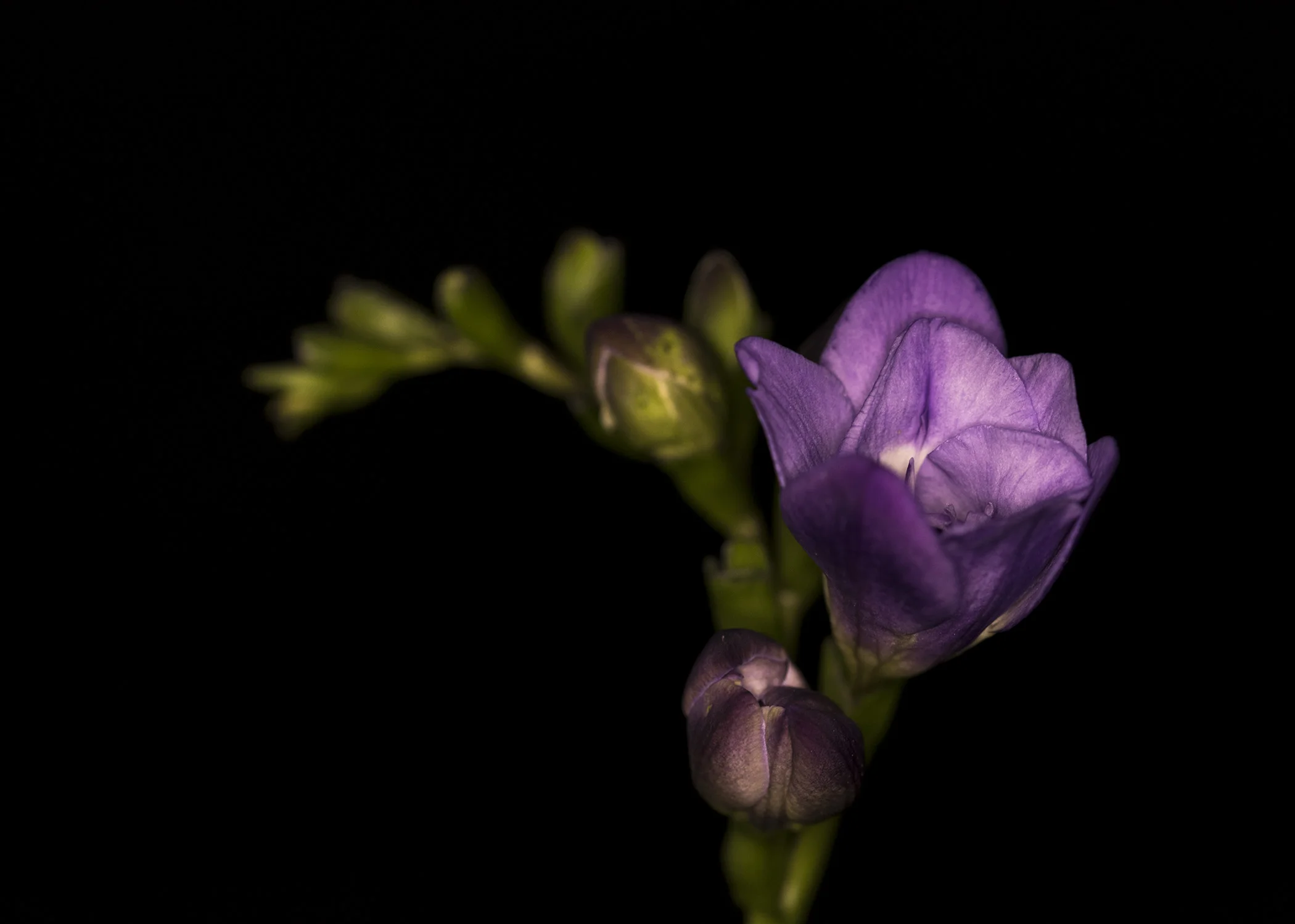 Florist19.jpg