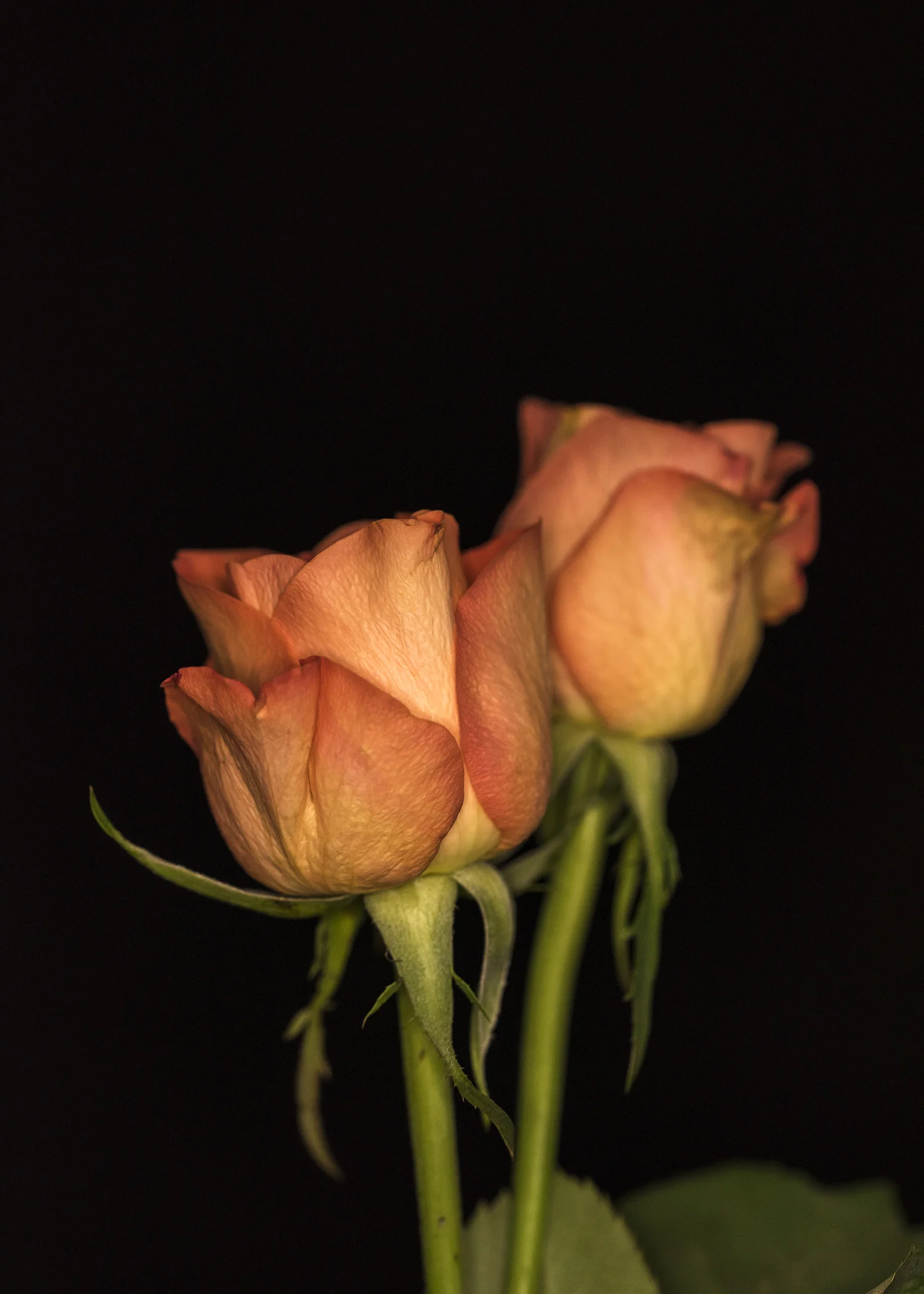 Florist24.jpg
