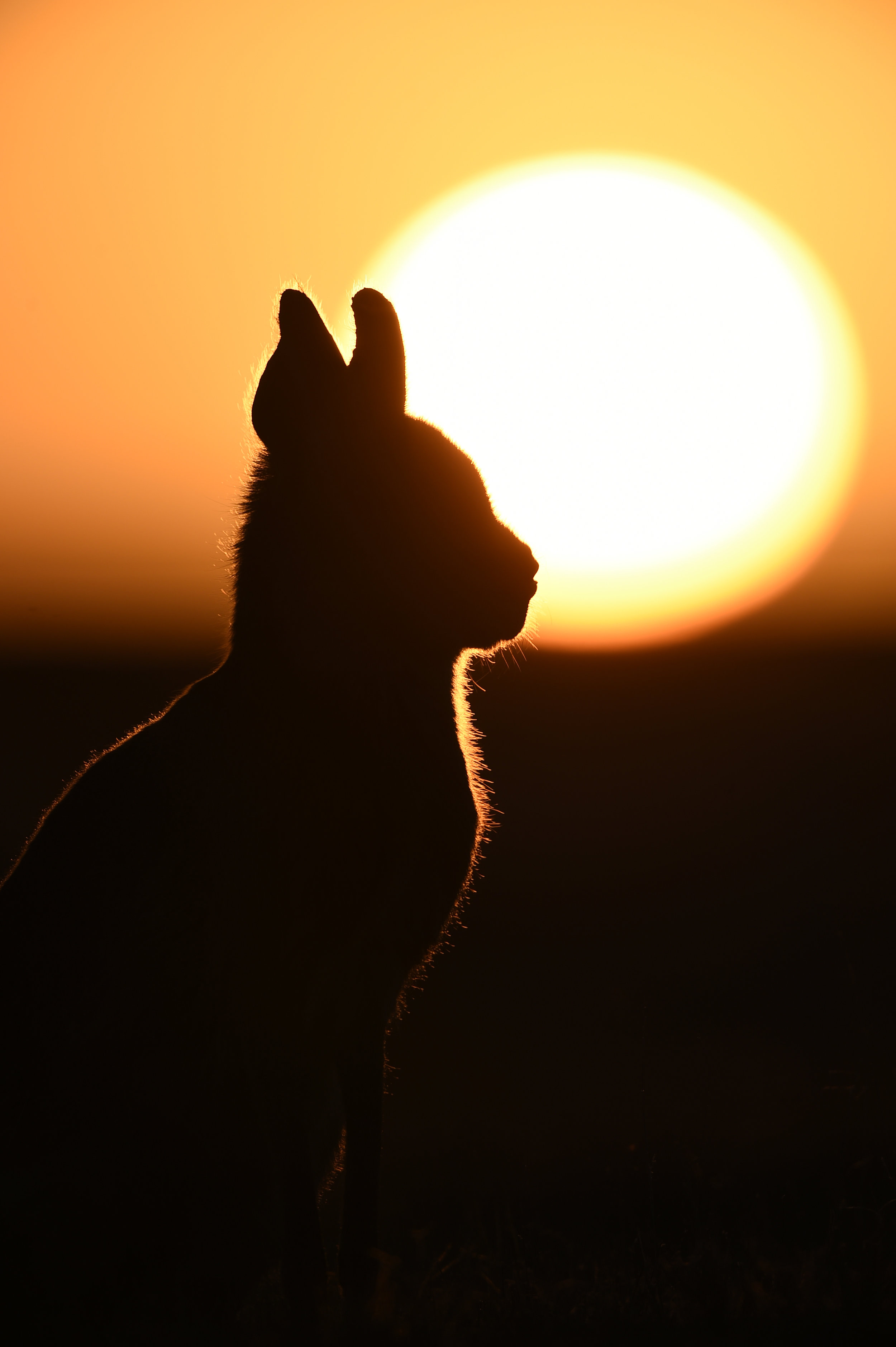A mara during sunrise on Peninsula Valdes.
