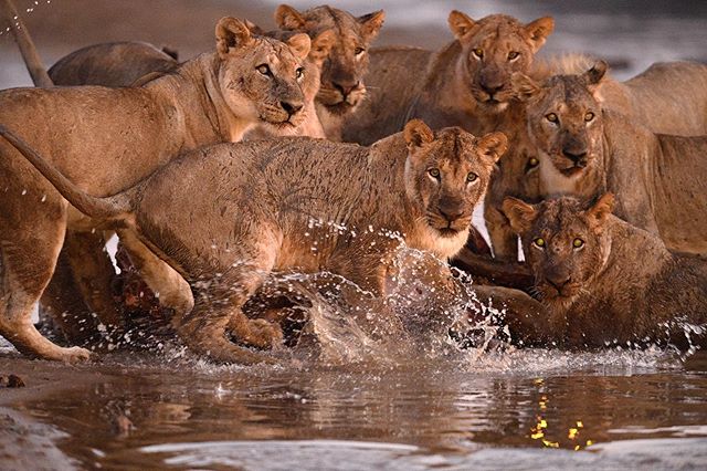 You don&rsquo;t want to mess with these. This pride of lions was feeding on a buffalo kill within the water. They were very attentive due to the crocodiles around. Suddenly there was a splash, my assumption: a catfish feeding on some of the buffalo r