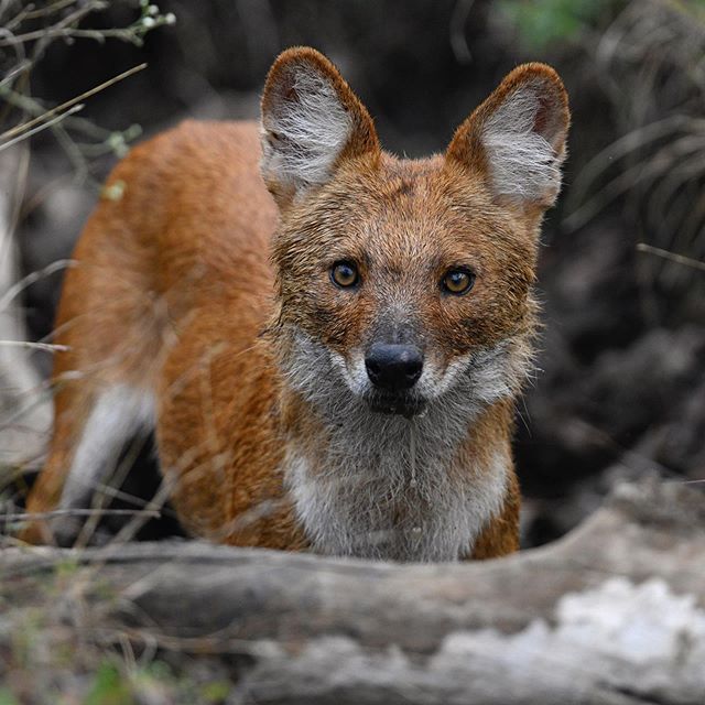 Definitely my favorite dhole shot from our recent India trip. The pack of 3 was busy playing. In between jumping into this little hole, which had some water. The alpha female had a quick drink and looked right into my lens for a millisecond only - lu