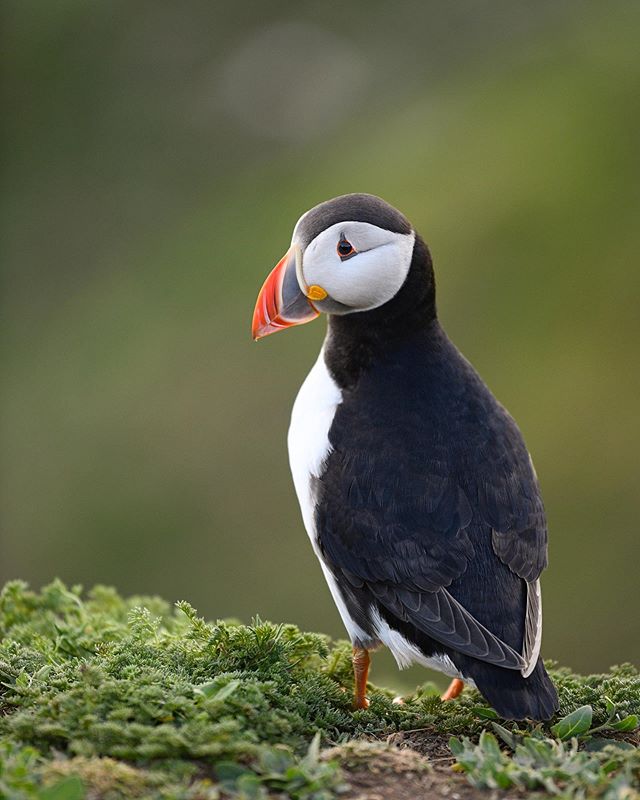 Just too beautiful these guys! Nearly looks like a painting. Captured this one on Skomer island, Wales.