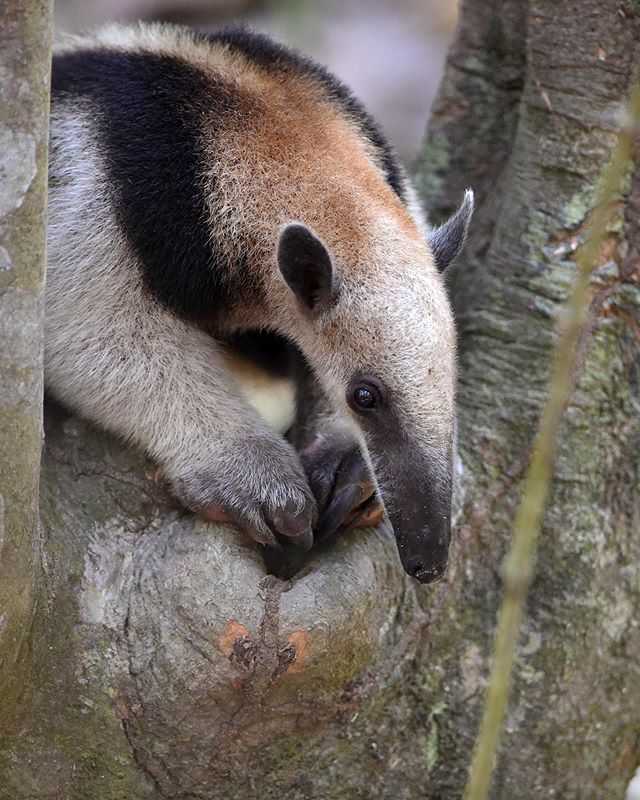 During a long sweaaaaty hike in the Corcovado National Park in Costa Rica we were able to smell this Northern Tamandua. Yes you heard right &ldquo;smell&rdquo; - then we spotted it 😅