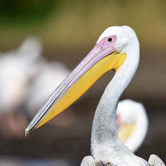 A wonderful white backed pelican photographed during ideal light in Ethiopia. Enjoy your day everyone!!