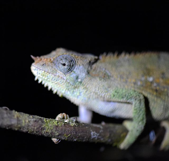 At night macro photography with a chameleon at Bale mountain Lodge in Ethiopia. Check out the 👁