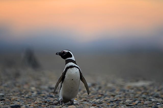 A Magellanic penguin photographed during sundown at beautiful El Pedral in Argentina.