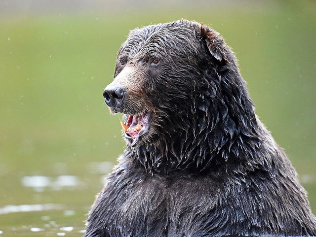 TB to this impressive male grizzly we were able to witness on a kayak in Bella Coola at Tweedsmuir Park Lodge, Canada. He was feeding on the large salmon during spawning season.