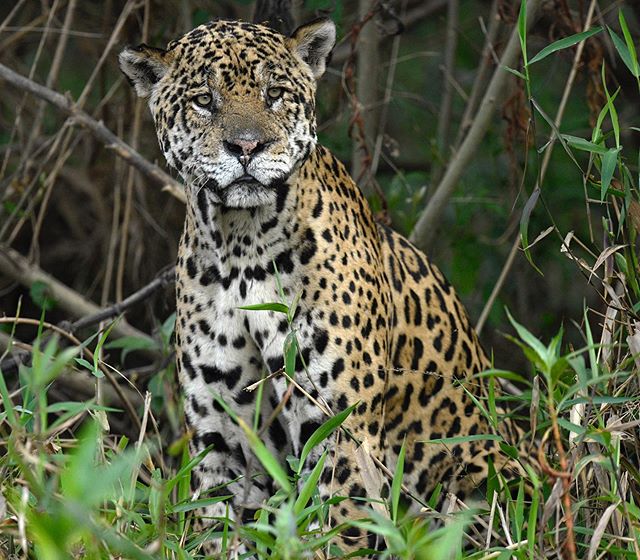 Cannot wait for the next Brazil trip to see these powerful cats! This jaguar was named Scarface, one of the dominant males in the area. We were lucky enough to spend quite some time with him!
