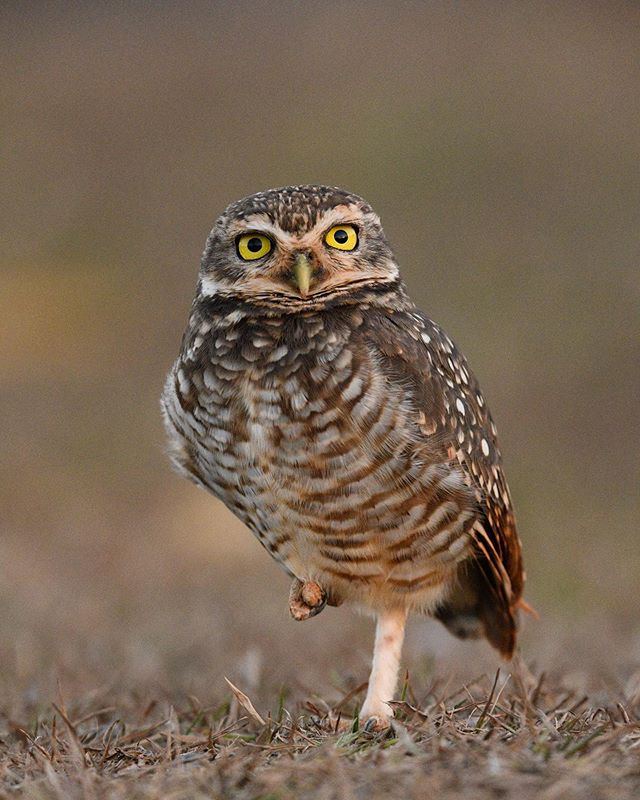 One can never get enough of owls, at least I can&rsquo;t! We photographed this burrowing owl in the Pantanal in Brazil. I was amazed how close I could sneak up on it. Lying flat on the ground to get this eye level perspective.
