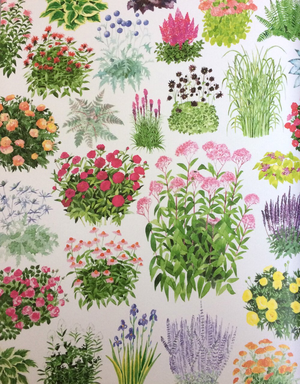 garden-endpapers2.jpg