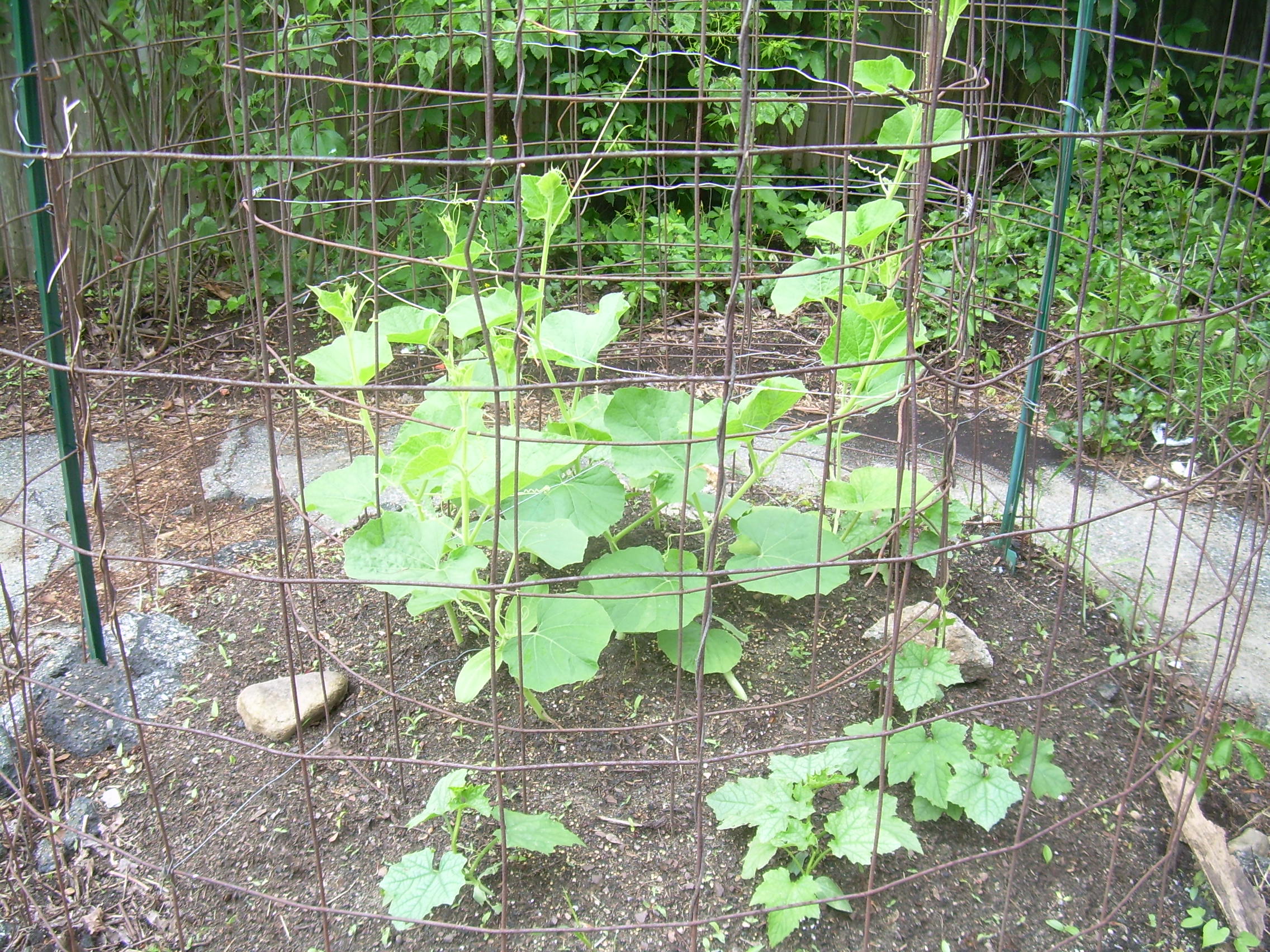 gourd planting area at beginning of season