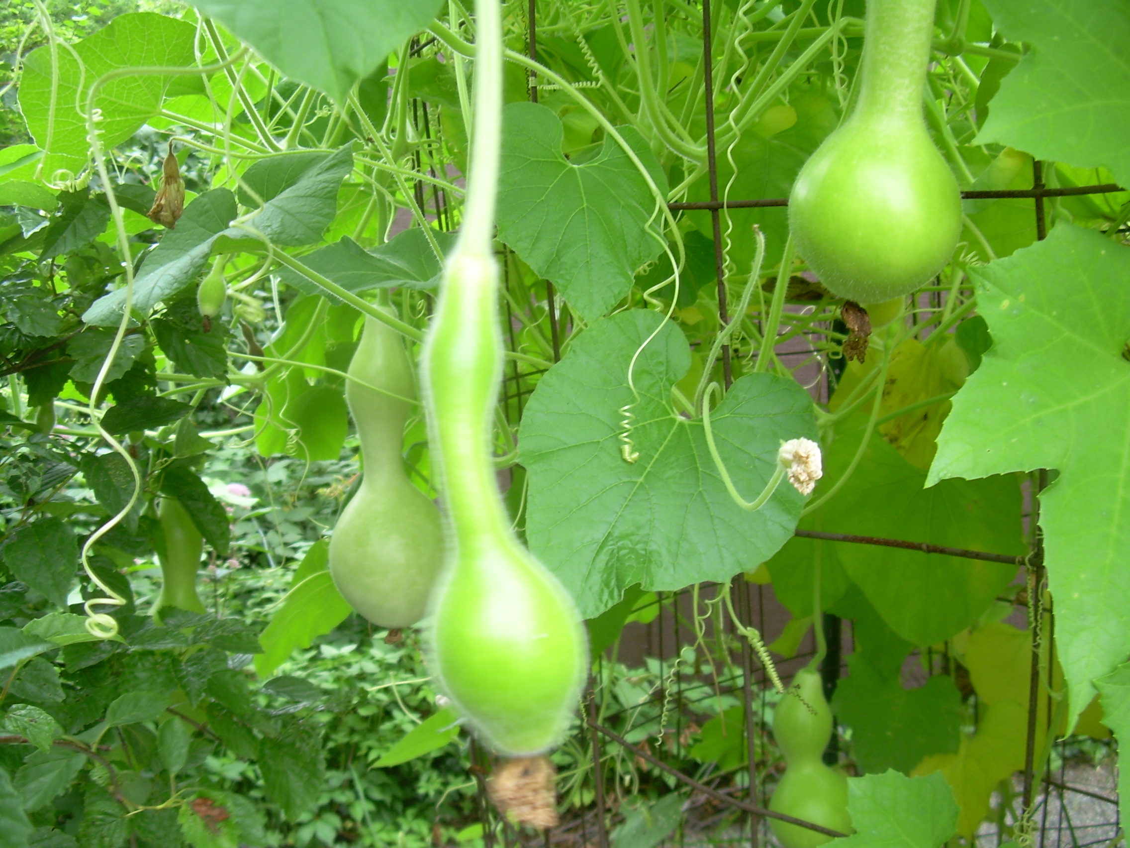 birdhouse gourds developing