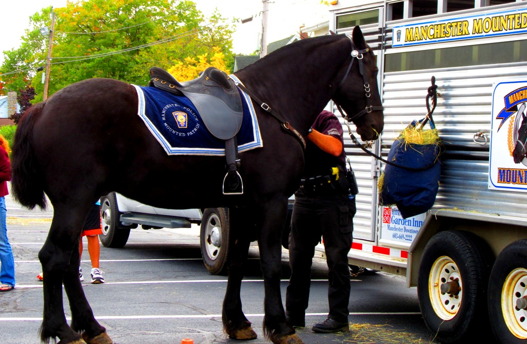 Everyone was wowed by the beauty and majesty of the Mounted Police Horse.