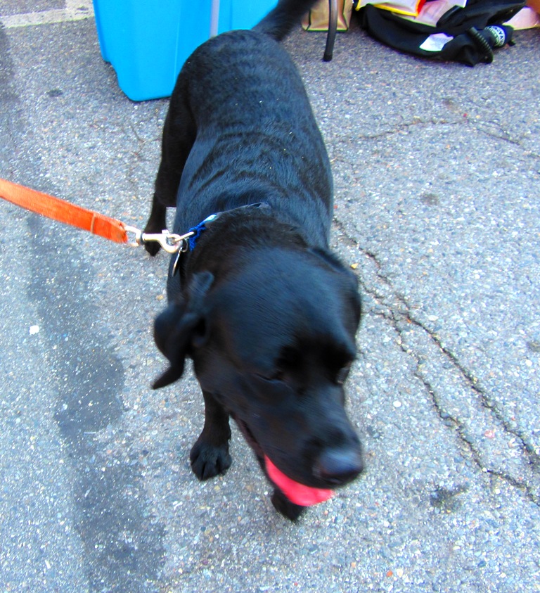 Pepper