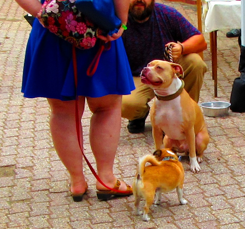 dogs meeting dogs.....and owners.
