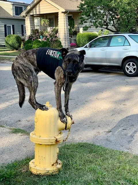 Using quarantine to help a foster a dog? Howell, MI