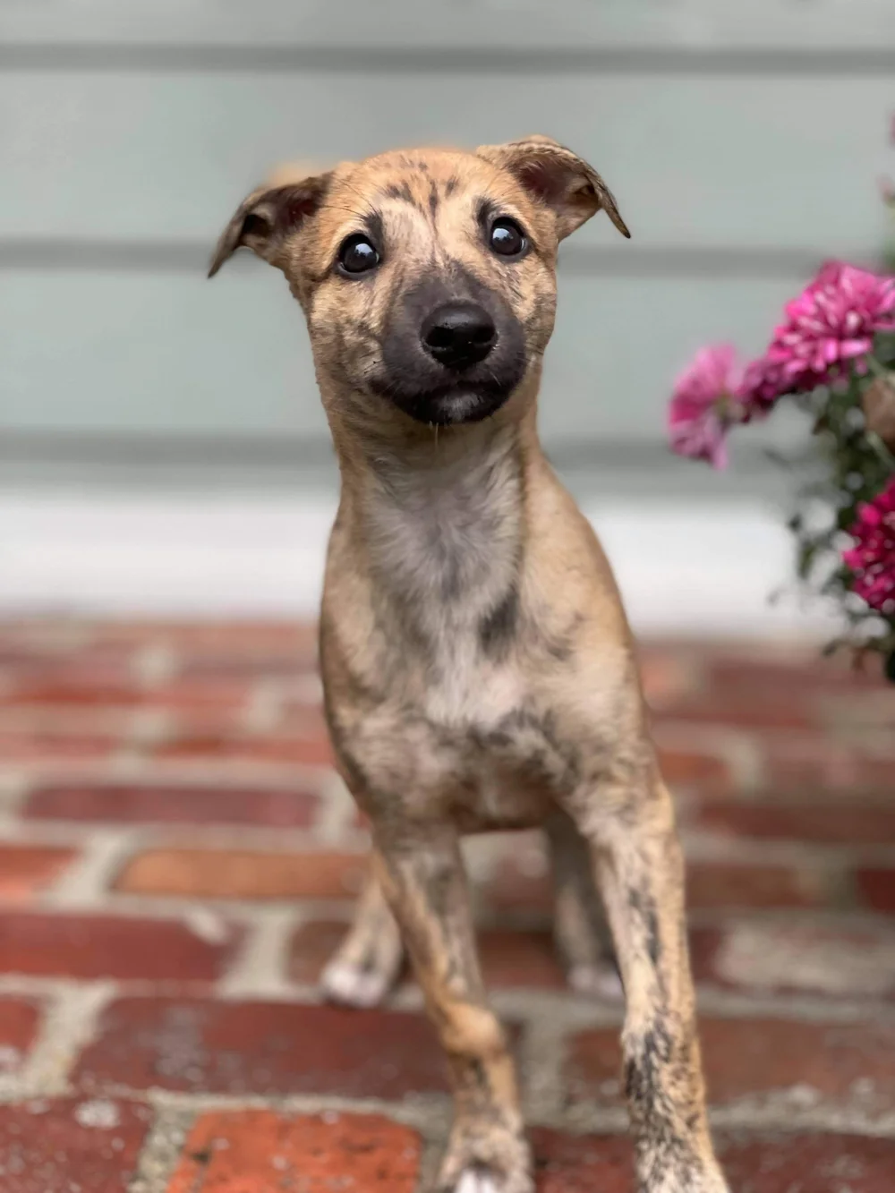 Puppy Training — Einstein Dog Training