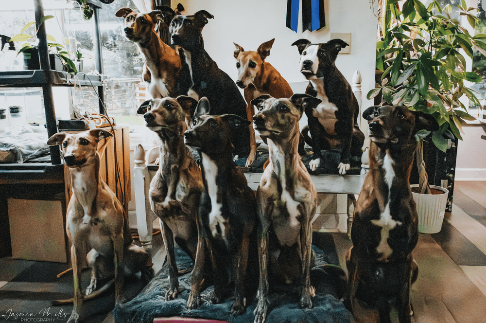 Our Location — Einstein Dog Training