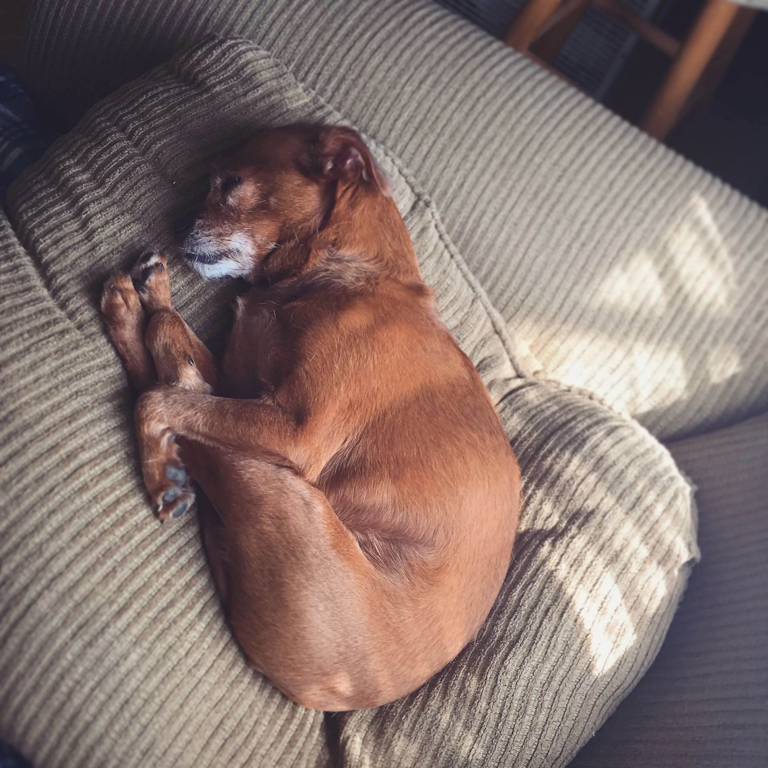 dog sleep.jpg
