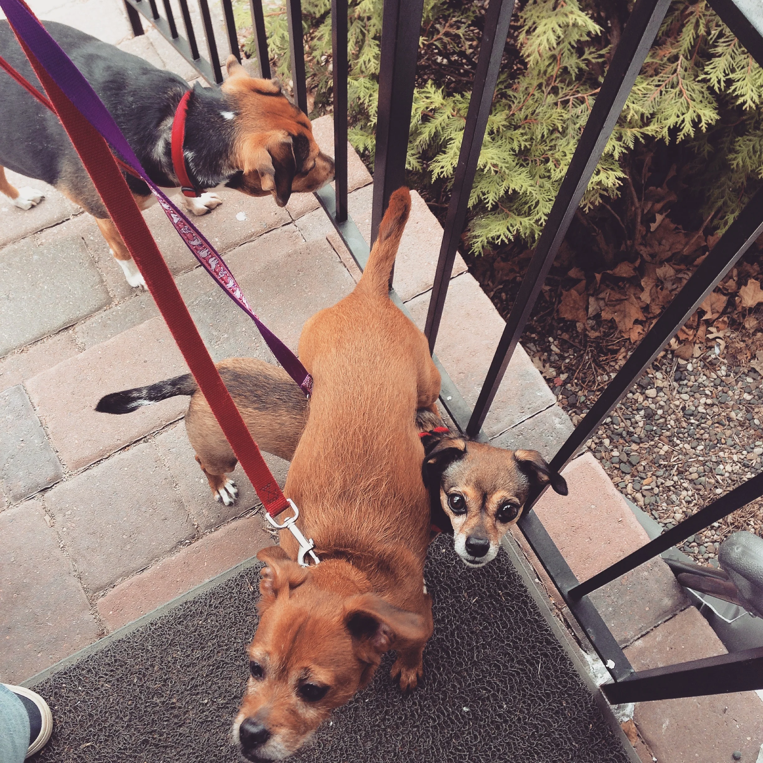 dogs.jpg