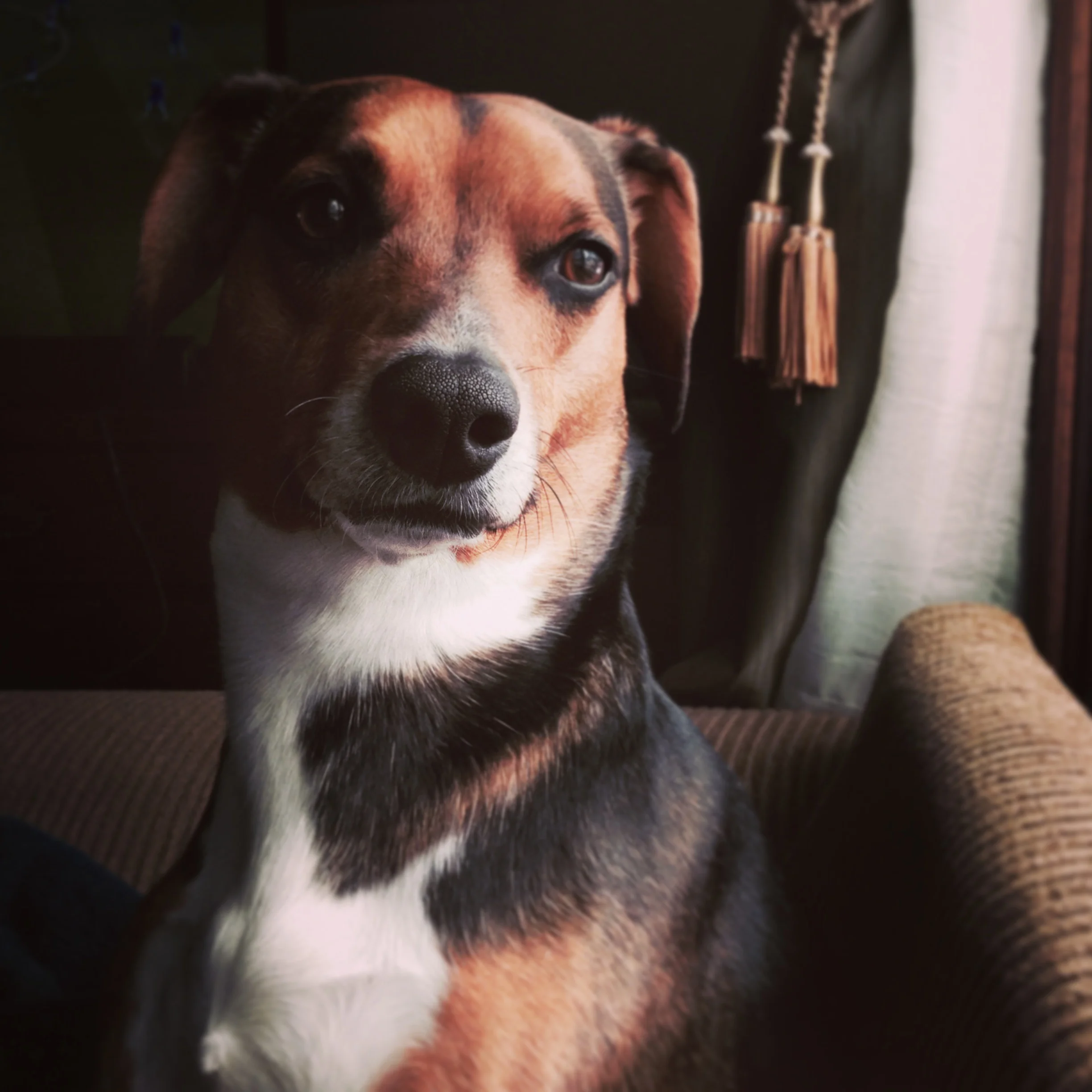 regal beagle.jpg