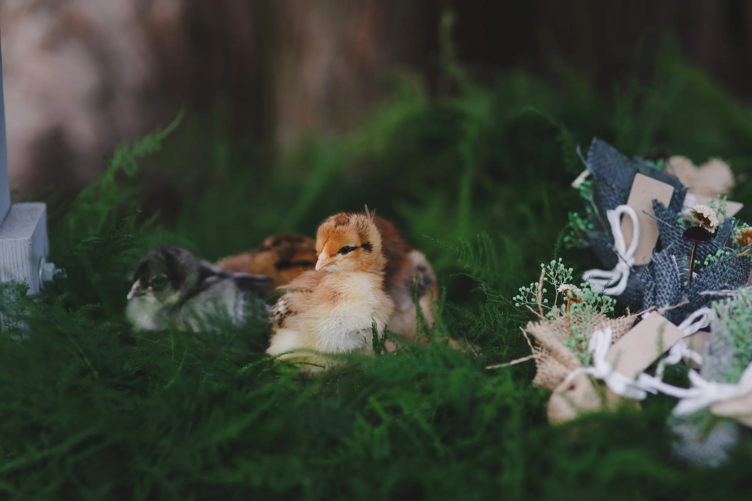 peterrabbit061.jpg