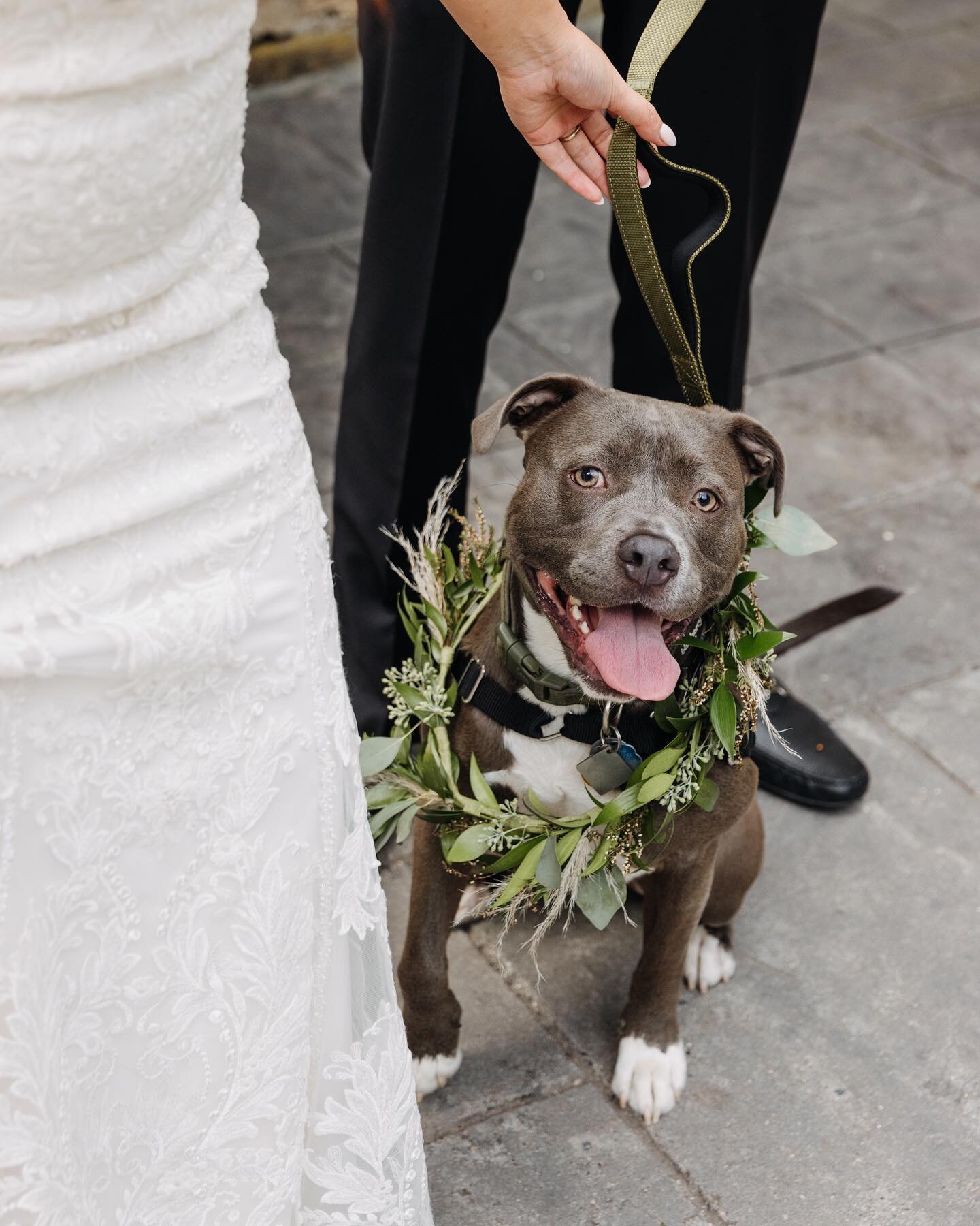 @bigmacthepittie : A Series. 🐶💐
.
.
.
#lovemedophoto #philawedding #philadelphiaweddingphotographer #intimatewedding #radlovestories #weddinginspo #junebugweddings #thedailywedding #theknot #brides #livecolorfully #phillybrideguide #weddingday #tha