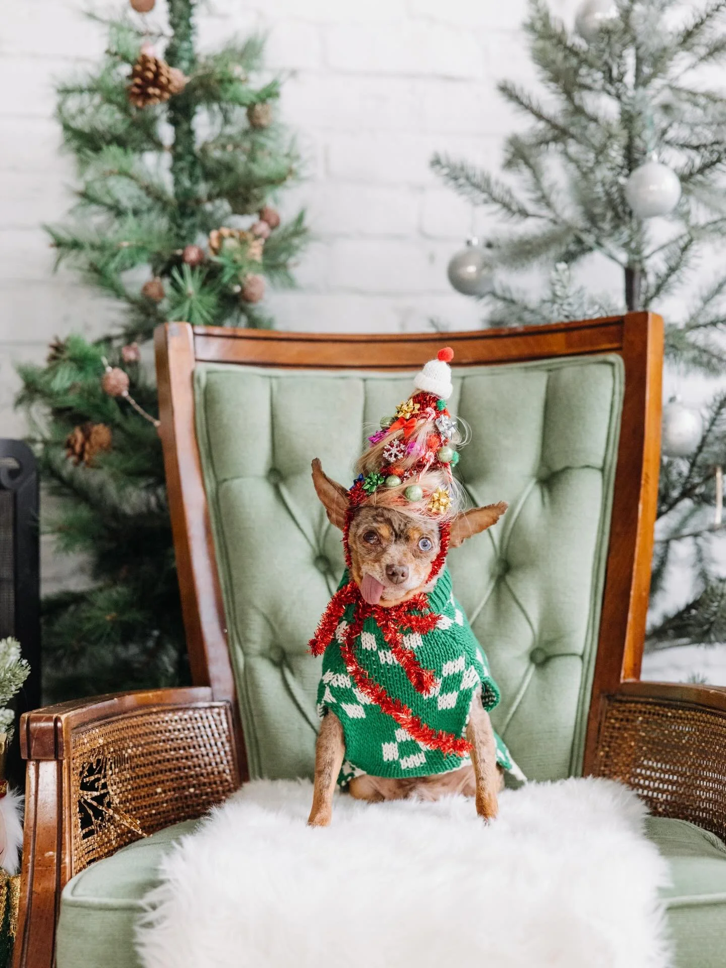 Merry Christmas and Happy Hanukkah from @scrapplefriend! Scrapple this year has been turning heads as the winner of the &ldquo;my pet named scrapple&rdquo; contest at Reading Terminal, among other achievements. Go ahead and give this good sir a follo