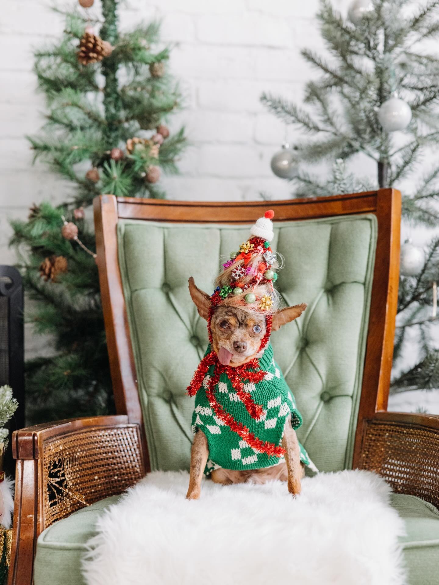 Merry Christmas and Happy Hanukkah from @scrapplefriend! Scrapple this year has been turning heads as the winner of the &ldquo;my pet named scrapple&rdquo; contest at Reading Terminal, among other achievements. Go ahead and give this good sir a follo