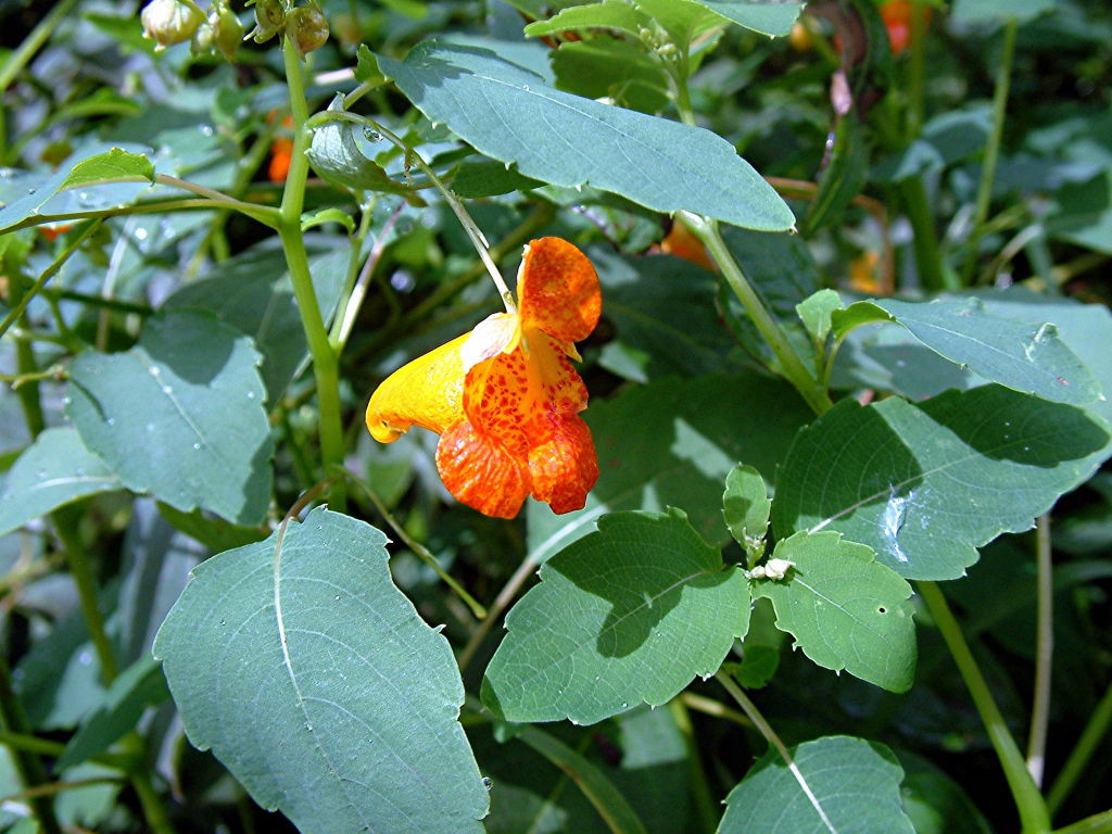 Jewelweed Impatiens capensis