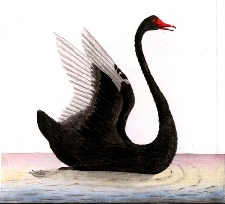 Black Swan's