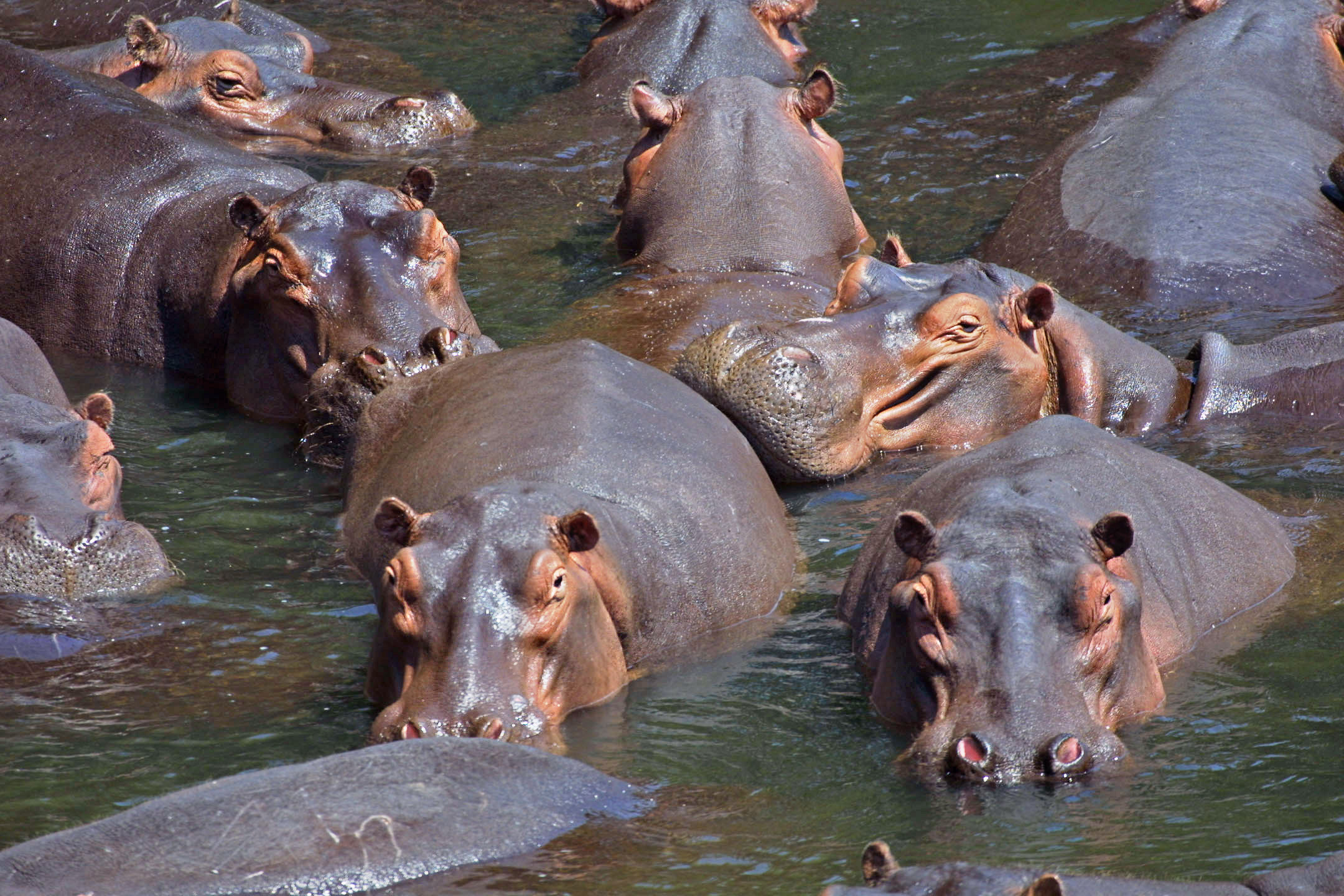 hippos.jpg