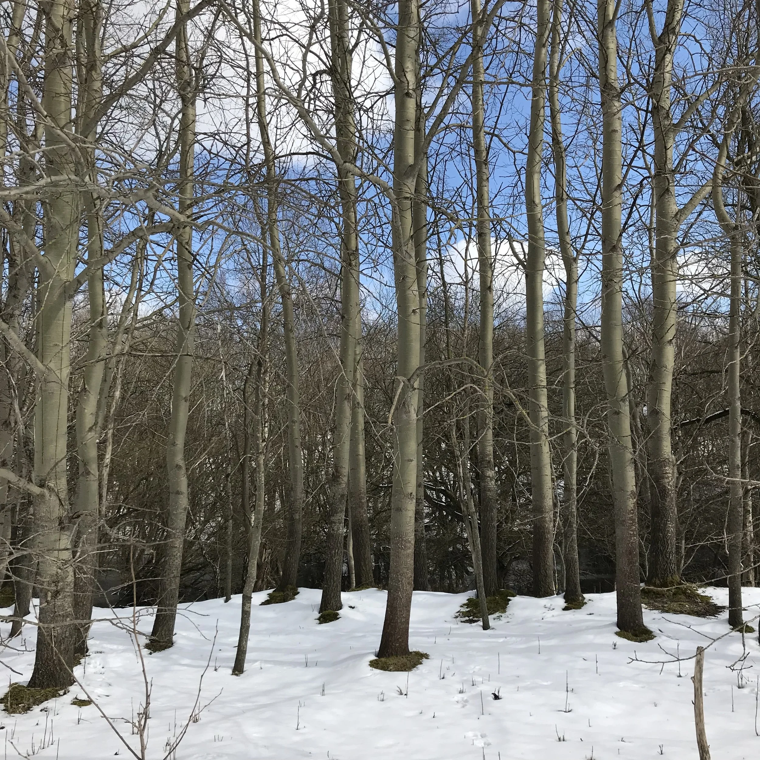 The snow is almost gone!