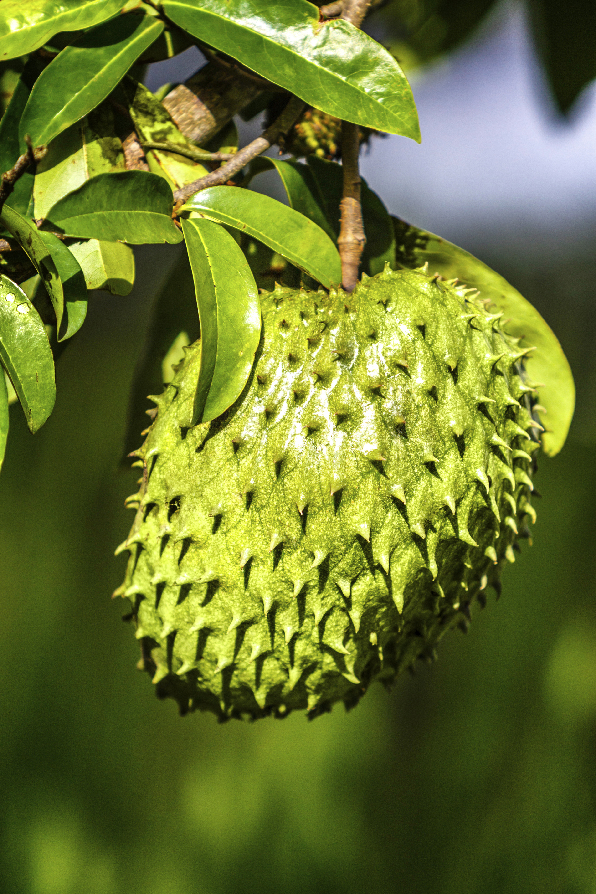 Guanabana fruit (small)