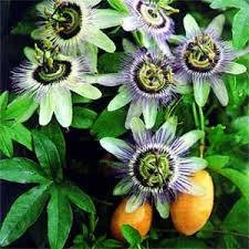 Passionflower for tea ...Passionfruit for breakfast