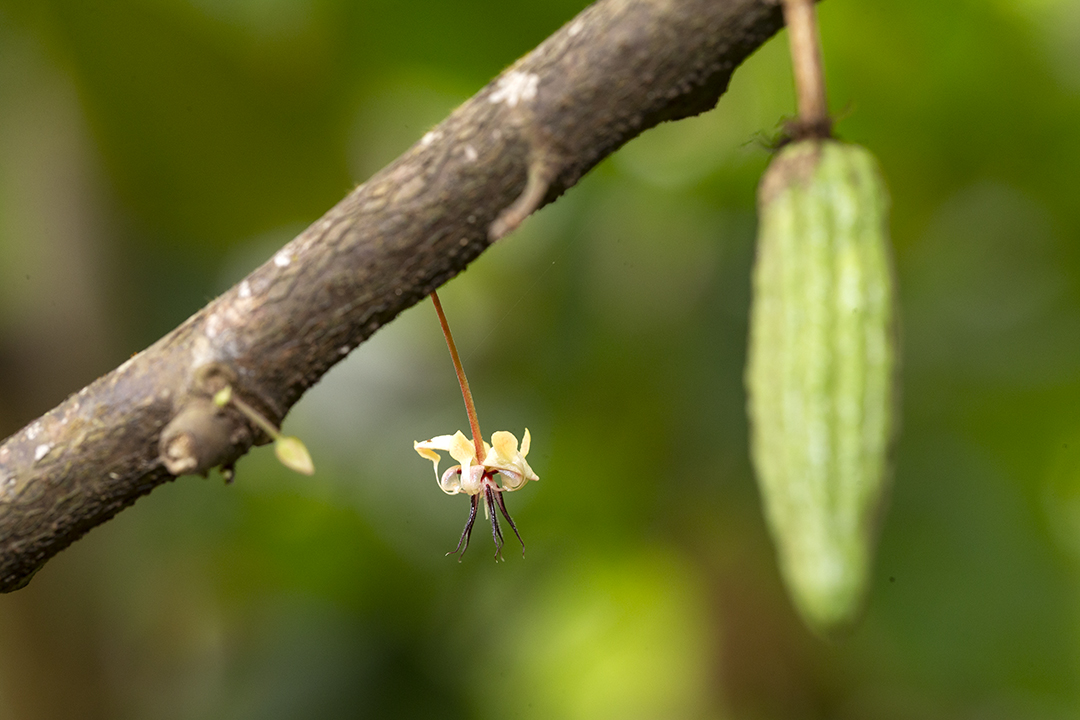 cacao flower and pod.jpg