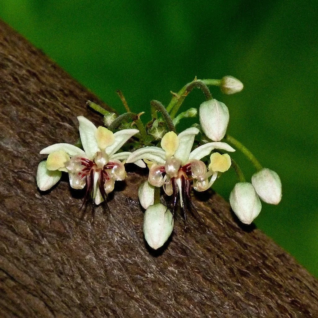 cacao flower.jpg