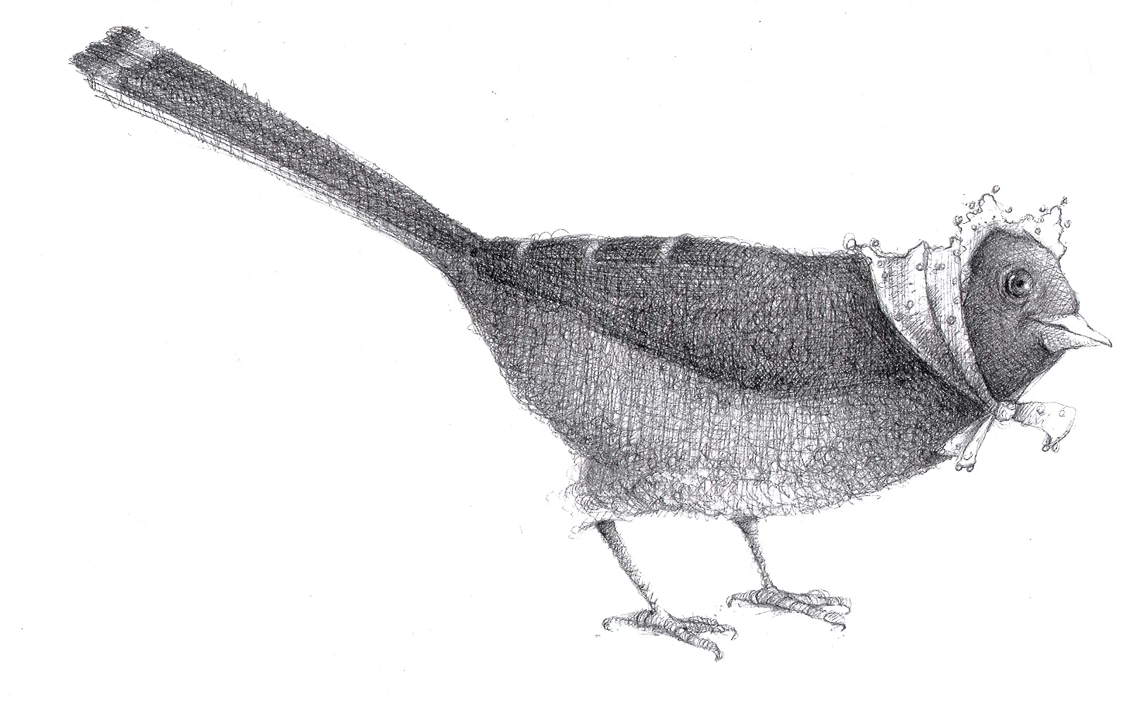 Bird ll.jpg