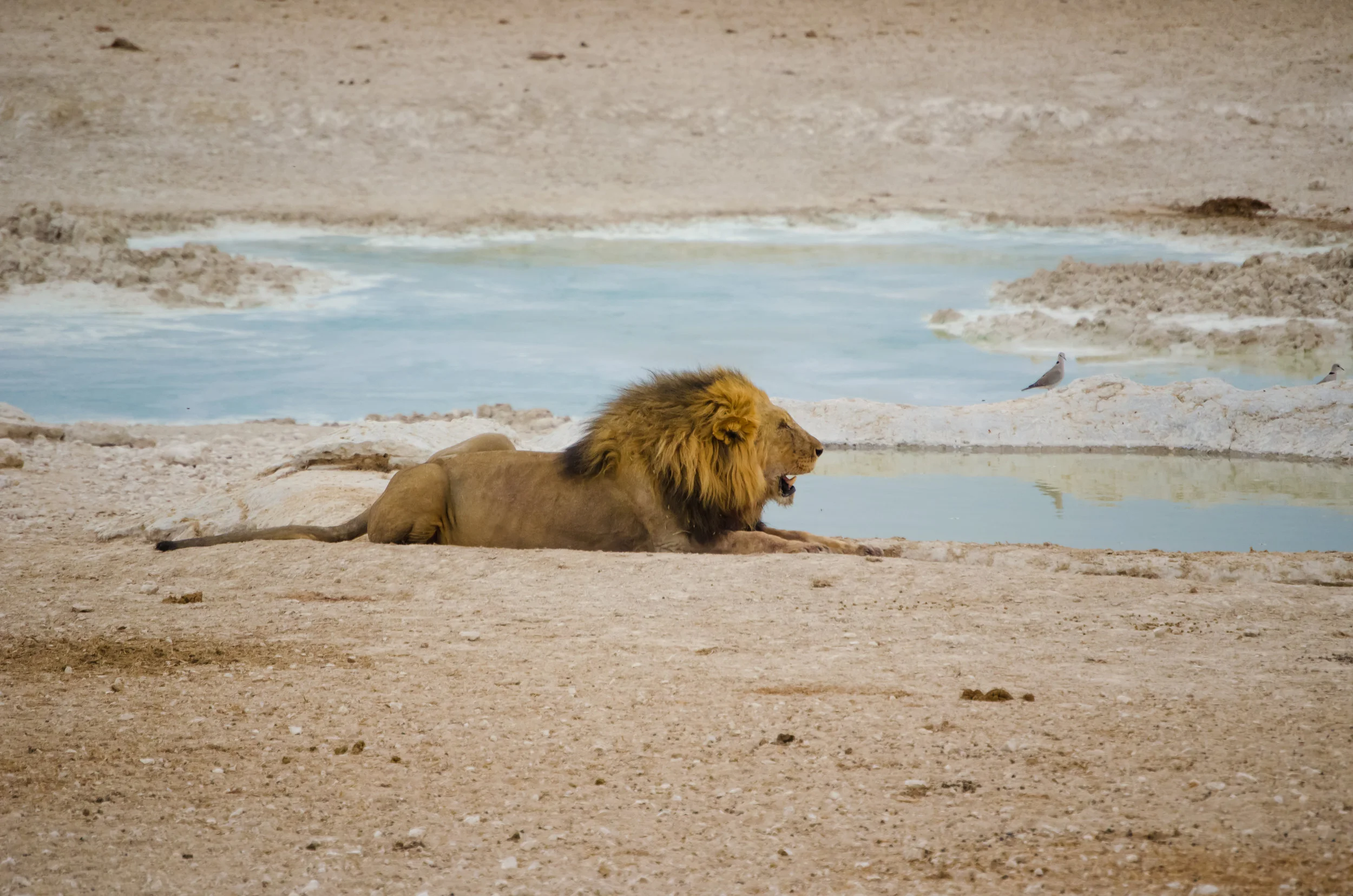 lion-water-close.jpg